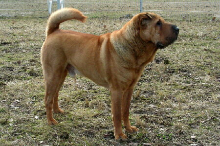 Shar Pei Foto